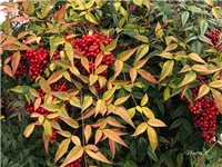a3e2134b-20190319 Nandina.jpg
